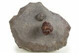 Enrolled Red Morocops Trilobite - Hmar Laghdad, Morocco #329736-2